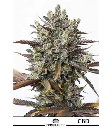 Purple Orange CBD - Dinafem - Kayamurcia.es