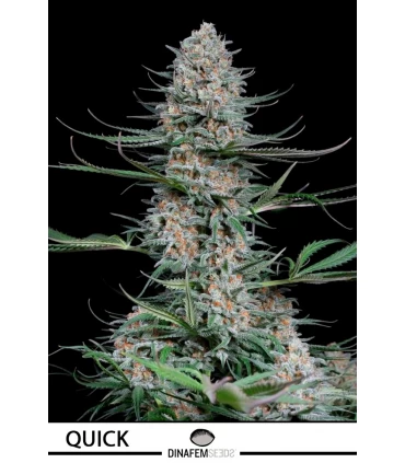 Quick Critical - Dinafem - Kayamurcia.es