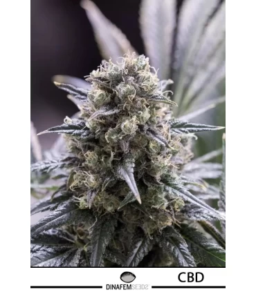 Quick Dinamed CBD - Dinafem - Kayamurcia.es