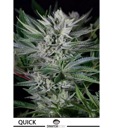Quick Gorilla - Dinafem - Kayamurcia.es