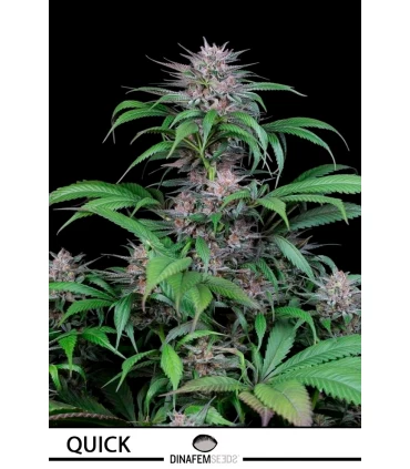 Quick Kush - Dinafem - Kayamurcia.es