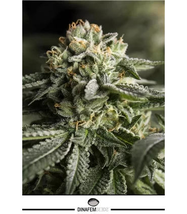 Remo Chemo - Dinafem - Kayamurcia.es