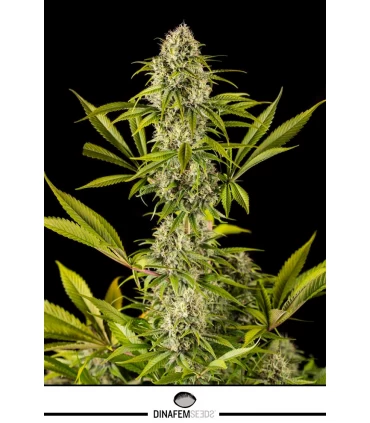 Royale Haze - Dinafem - Kayamurcia.es