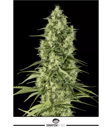 Santa Sativa - Dinafem - Kayamurcia.es