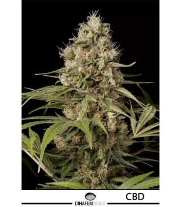 Shark Shock CBD - Dinafem - Kayamurcia.es