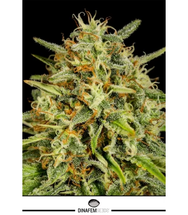Strawberry Amnesia - Dinafem - Kayamurcia.es