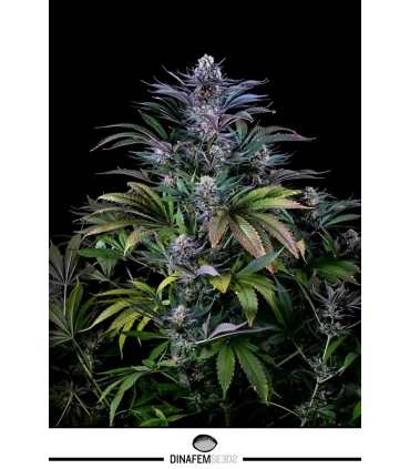 Super Silver - Dinafem - Kayamurcia.es