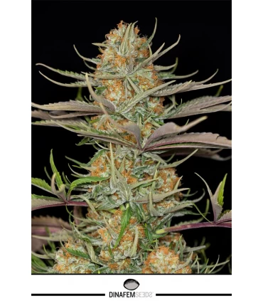 Sweet Deep Grapefruit - Dinafem - Kayamurcia.es