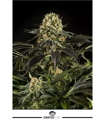 White Siberian - Dinafem - Kayamurcia.es
