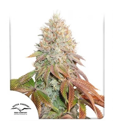 Auto Banana Blaze - Dutch Passion - Kayamurcia.es