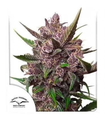 Auto Blackberry Kush - Dutch Passion - Kayamurcia.es