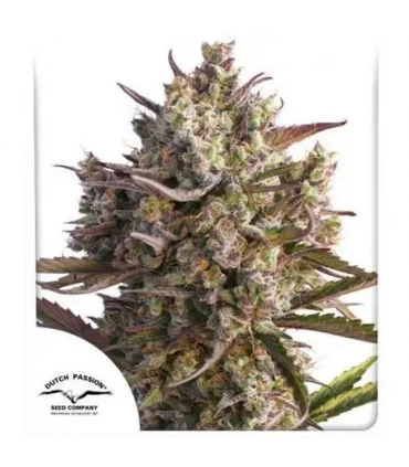 Auto Blueberry - Dutch Passion - Kayamurcia.es