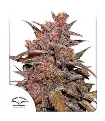 Auto CBD Blackberry Kush - Dutch Passion - Kayamurcia.es