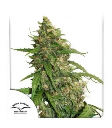 Auto CBD Compassion Lime  - Dutch Passion - Kayamurcia.es