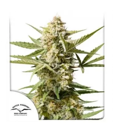 Auto Cinderella Jack - Dutch Passion - Kayamurcia.es