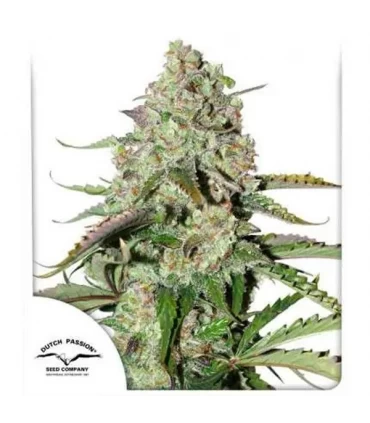 Auto Colorado Cookies - Dutch Passion - Kayamurcia.es