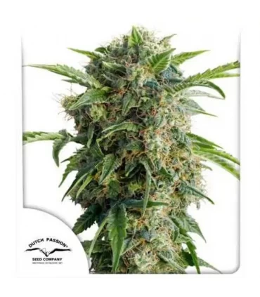 Auto Daiquiri Lime - Dutch Passion - Kayamurcia.es