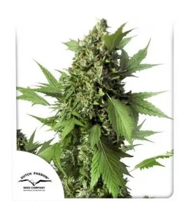 Auto Duck - Dutch Passion - Kayamurcia.es