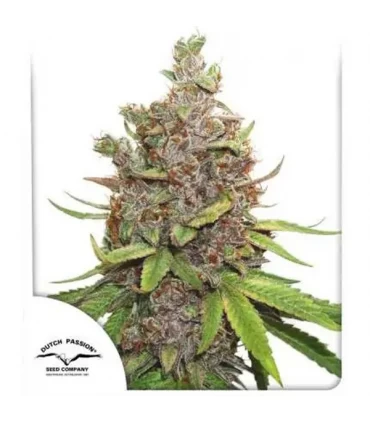 Auto Glueberry OG - Dutch Passion - Kayamurcia.es