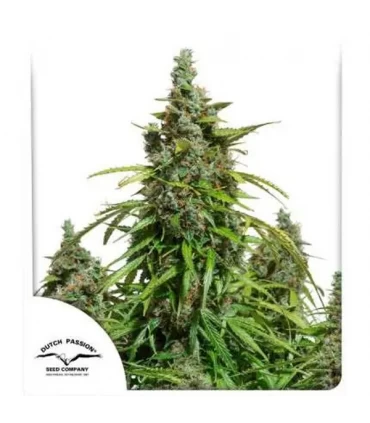 Auto Mazar - Dutch Passion - Kayamurcia.es