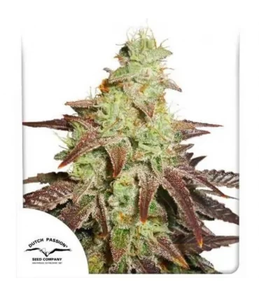 Auto Night Queen - Dutch Passion - Kayamurcia.es