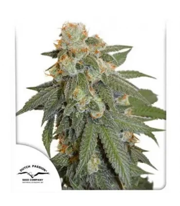 Auto Orange Bud - Dutch Passion - Kayamurcia.es