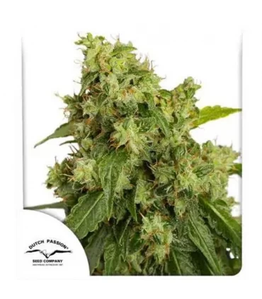Auto Xtreme - Dutch Passion - Kayamurcia.es