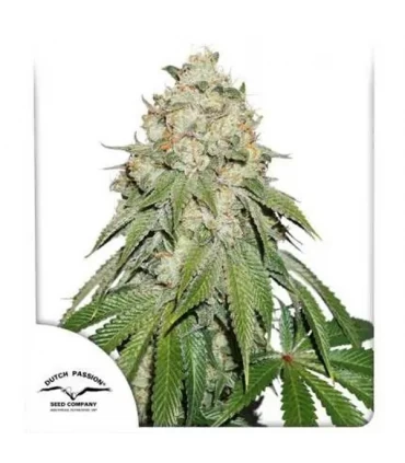 Banana Blaze - Dutch Passion - Kayamurcia.es