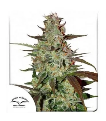 Auto Blue Mazar - Dutch Passion - Kayamurcia.es