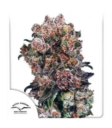Blueberry - Dutch Passion - Kayamurcia.es