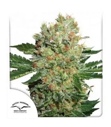 Brainstorm - Dutch Passion - Kayamurcia.es