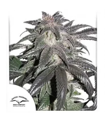 Bubba Island Kush - Dutch Passion - Kayamurcia.es