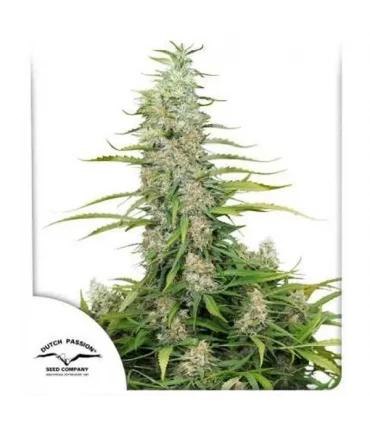 C- Vibez - Dutch Passion - Kayamurcia.es