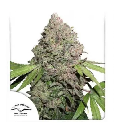 CBD Charlottes Angel - Dutch Passion - Kayamurcia.es