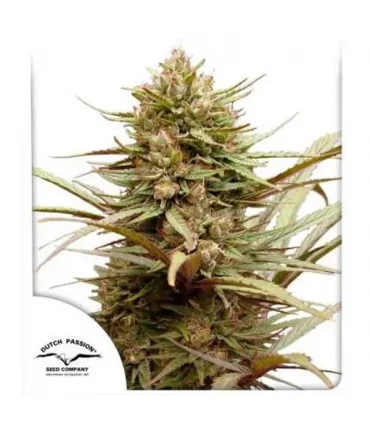 CBD Compassion - Dutch Passion - Kayamurcia.es