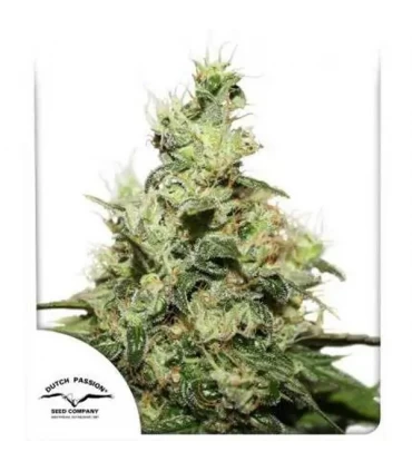 CBD Kush - Dutch Passion - Kayamurcia.es