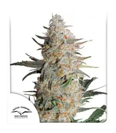 Critical Orange Punch - Dutch Passion - Kayamurcia.es