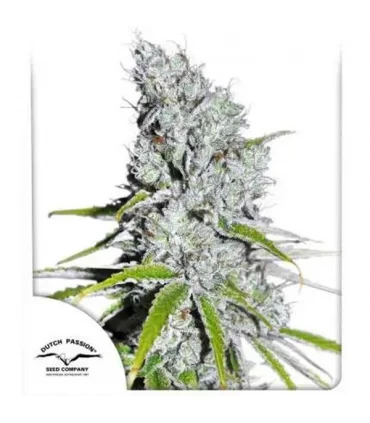 CBD Skunkhaze - Dutch Passion - Kayamurcia.es