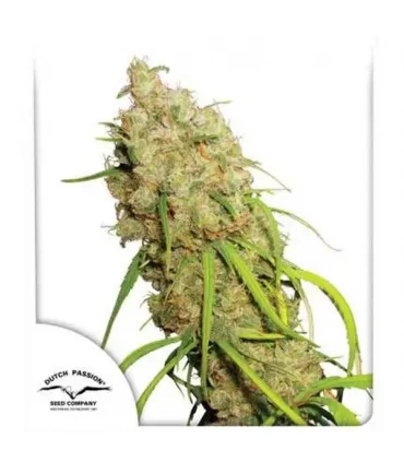 Desfran - Dutch Passion - Kayamurcia.es