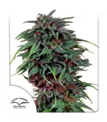 Durban Poison - Dutch Passion - Kayamurcia.es
