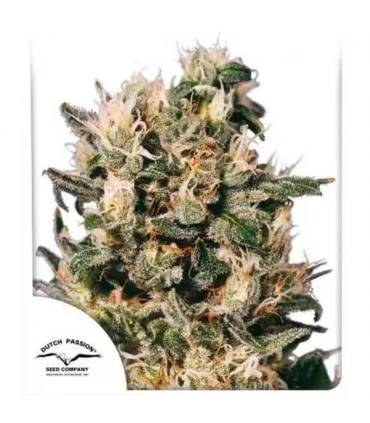 Euforia - Dutch Passion - Kayamurcia.es