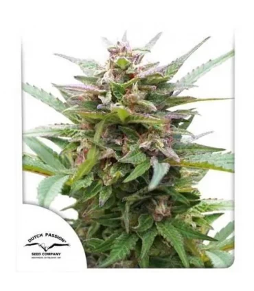 Forest Dream - Dutch Passion - Kayamurcia.es