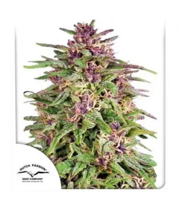 Frisian Dew - Dutch Passion - Kayamurcia.es