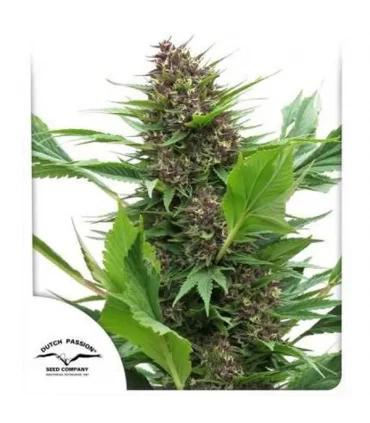 Frisian Duck - Dutch Passion - Kayamurcia.es