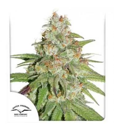 Glueberry OG - Dutch Passion - Kayamurcia.es