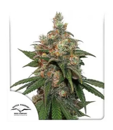 HIFI 4G - Dutch Passion - Kayamurcia.es