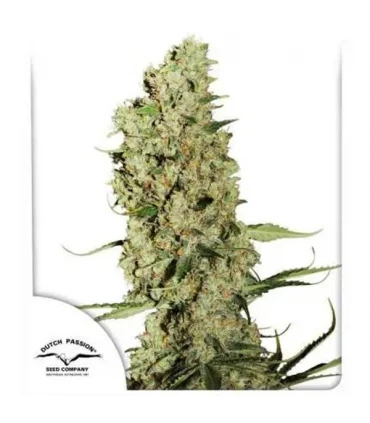Jorge's Diamond - Dutch Passion - Kayamurcia.es