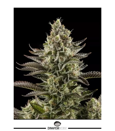 White Widow - Dinafem - Kayamurcia.es