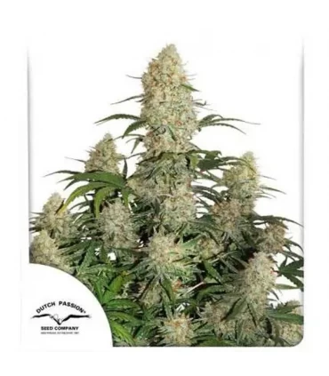 Auto Critical Orange Punch - Dutch Passion - Kayamurcia.es