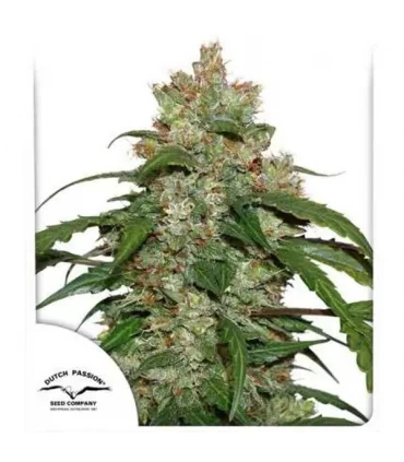 Auto CBD White Widow  - Dutch Passion - Kayamurcia.es